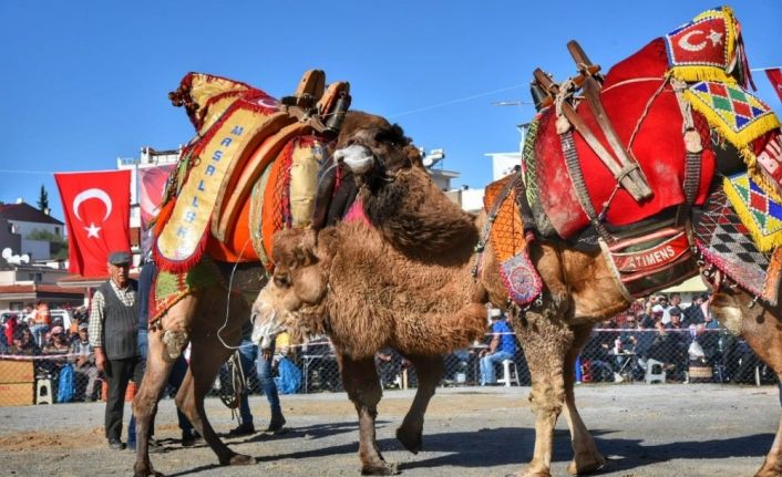 Güllük 6. Geleneksel Deve Güreşleri gerçekleştirildi