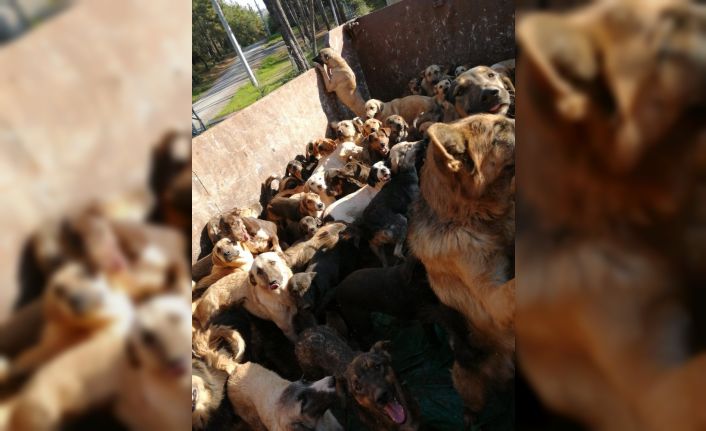 Jandarmanın Mersin’e gönderdiği sahipsiz hayvanlar Alanya barınağına geri getirildi