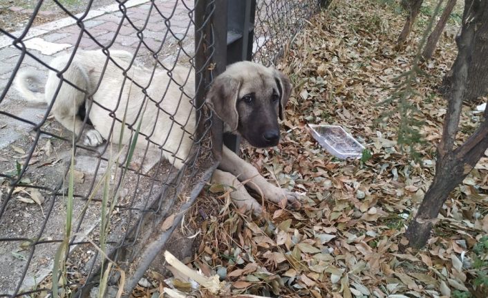 Kafası tel örgüye sıkışan köpeği itfaiye kurtardı