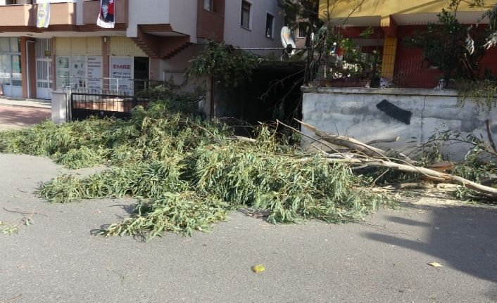 Kartal’da ağaç devrildi, bir araç zarar gördü