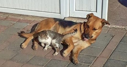 Kedi ve köpeğin dostluğu görenleri şaşırtıyor