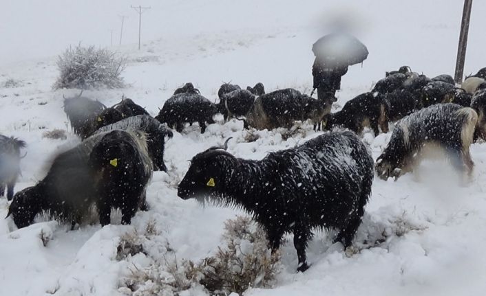 Meraya çıkarılan yüzlerce koyun kara yakalandı