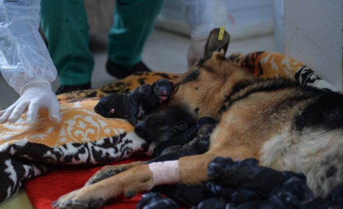 Mersin’de bir köpek sezaryenle 16 yavru doğurdu