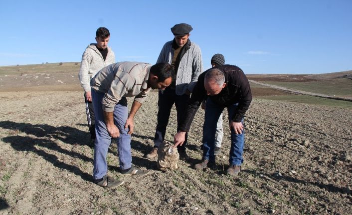 Nohut ektiler göktaşı hasat ettiler