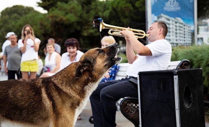 Ölen sahibinin dönmesini 9 yıl bekleyen köpek