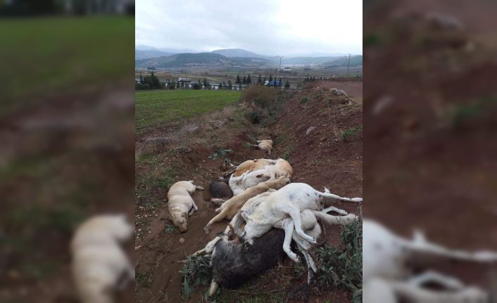 Osmaniye’de onlarca köpeği öldürüp çukura doldurdular