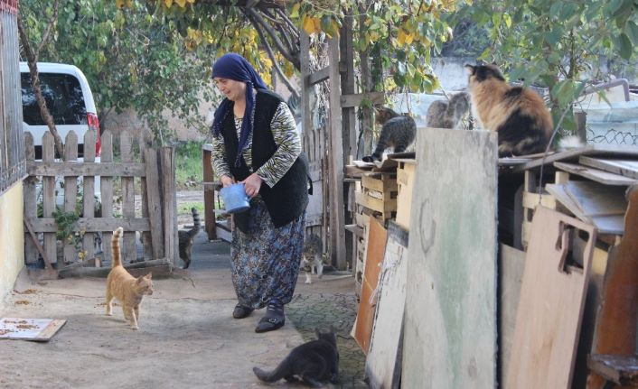 (Özel) Evinde onlarca kedi besleyen fedakâr kadının mama çağrısı