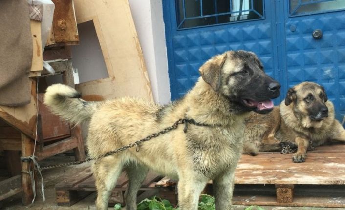 Sahipli köpeği av tüfeğiyle öldürdüler