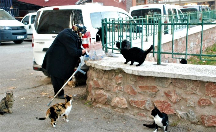 Sokak kedilerini her gün pişmiş tavuklarla besliyor