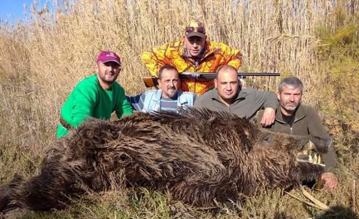 Sökeli avcılar 250 kiloluk domuzu avladı