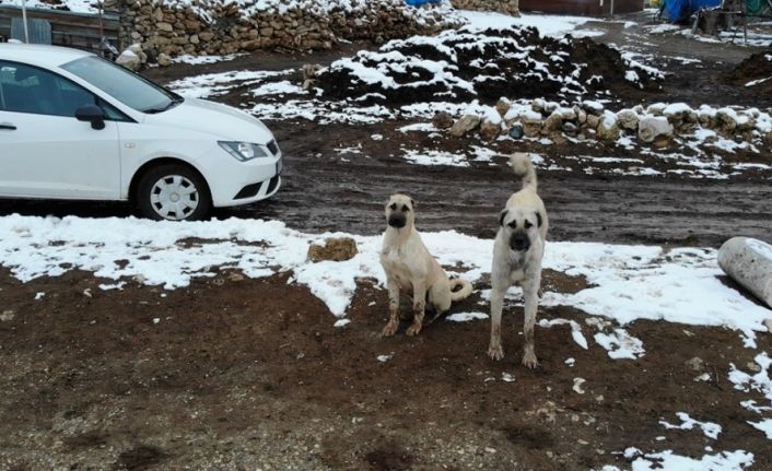 Sürüyü koruyan çoban köpeklerinin drone ile imtihanı