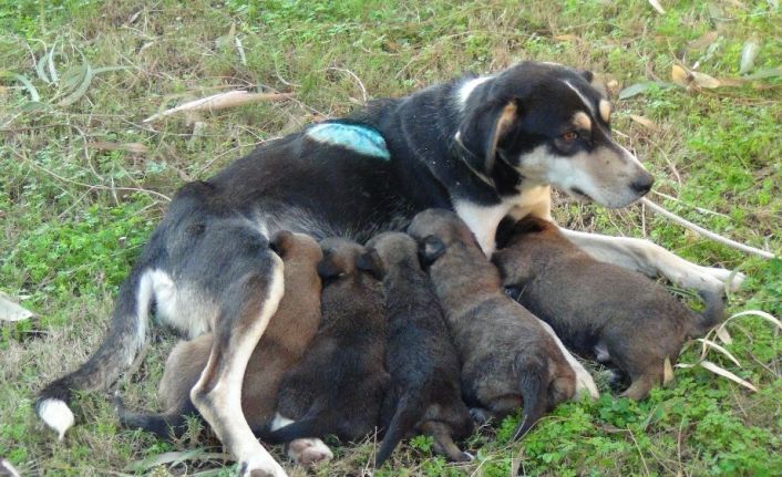 Vicdansızların vurduğu sokak köpeği yavrularına kavuştu