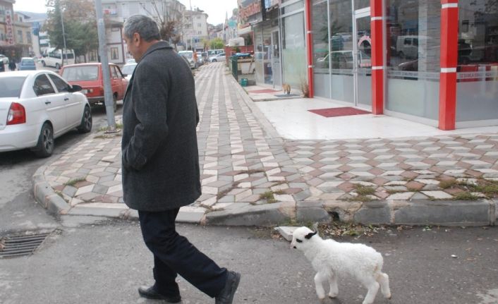 Yavru kuzuya evlerinde bebek gibi bakıyorlar