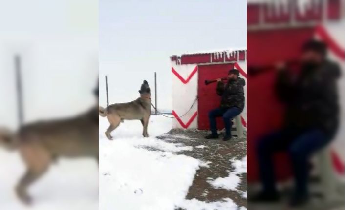 Zurnaya eşlik eden Kangal köpeğine sosyal medyada büyük beğeni