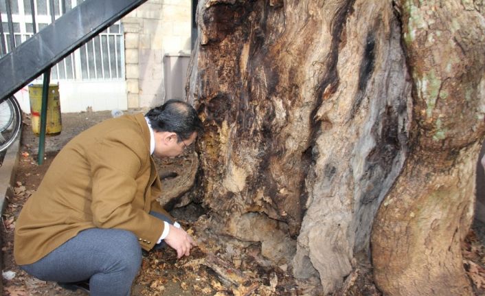 400 yıllık anıt ağaç kurtarılabilecek