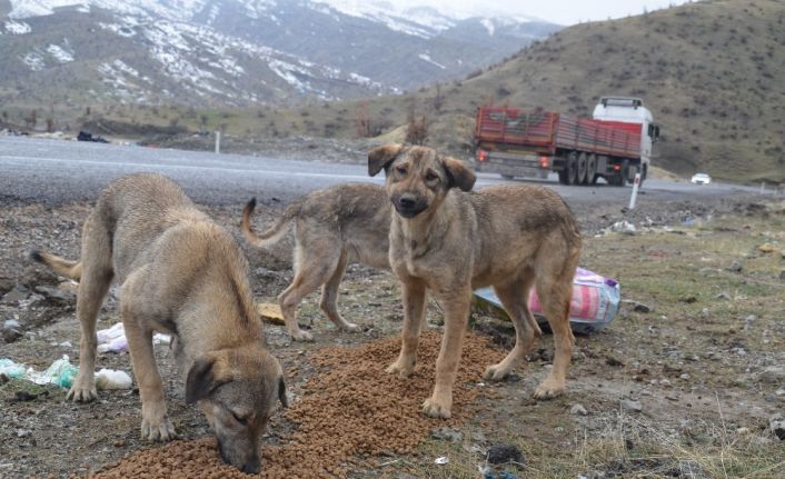 7 yıldır yaban hayvanlarını besliyor