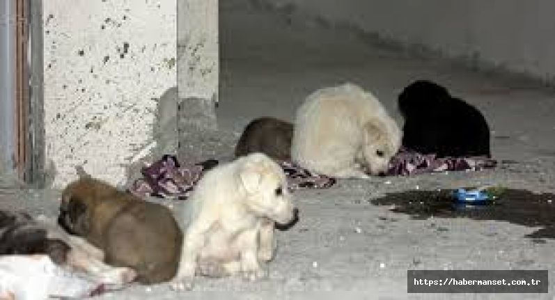 Aksaray’da yavru köpekler soğukta ölüme terk edildi