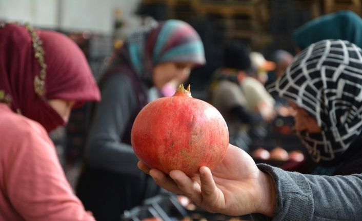 Antalya’dan İngiltere ve Ukrayna’ya nar ihracatı