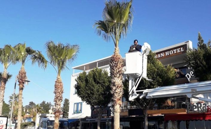 Bodrum’da palmiye ağaçlarına kışlık bakım başladı