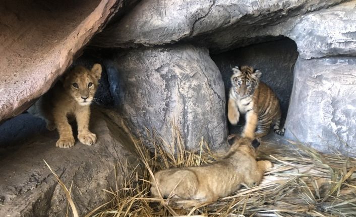 Çocuklar, sömestr tatilinde aslan ve kaplan yavrularını sevme fırsatı bulacaklar