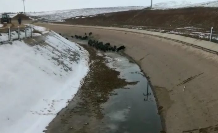 Domuz sürüsünü su kanalında böyle avladılar