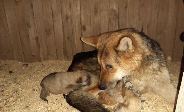 Donmak üzere olan yavru köpekler kurtarıldı