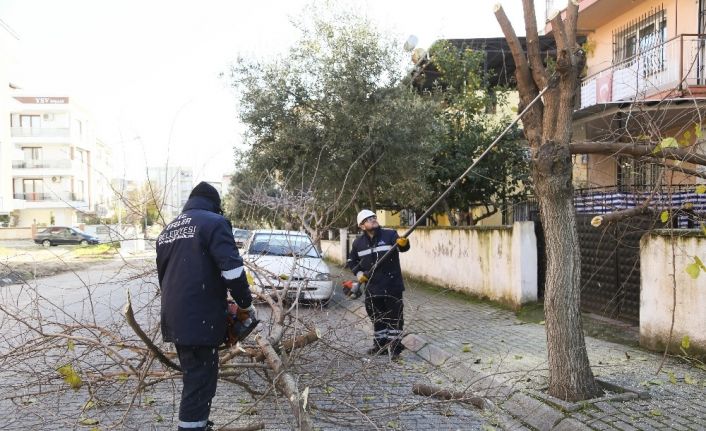 Efeler’de budama çalışmaları devam ediyor