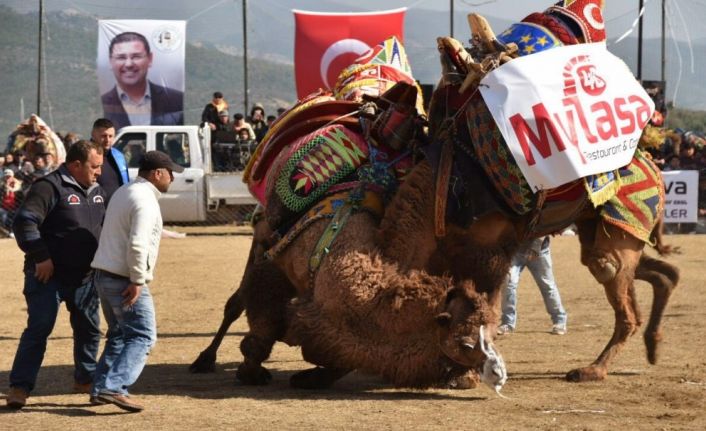 Egenin namlı develeri Selimiye’de buluşacak