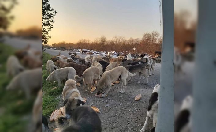 Esnaf Odası’ndan sokaktaki dostlarımıza destek