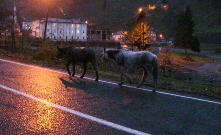 Gürcistan sınırını geçen atların durumu içler acısı