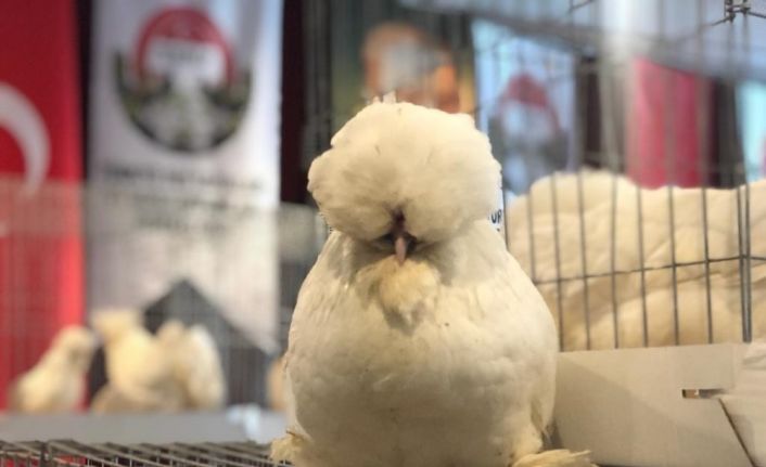 Güzellik yarışmasına katılan tavuklara yoğun ilgi