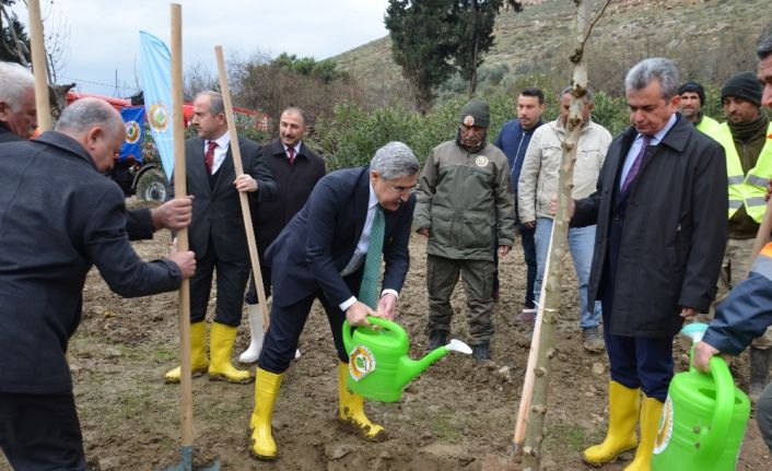 Hatay’da 10 bin çınar ağacı toprakla buluşacak