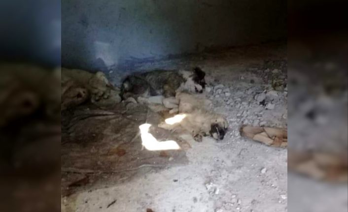 İzmir’de 12 yavru köpeğin zehirlenerek öldürüldüğü iddiası