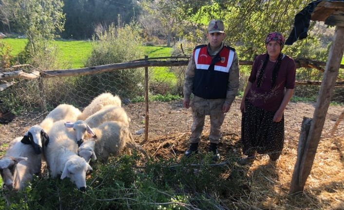 Jandarma çalınan koyunları bulup sahibine teslim etti