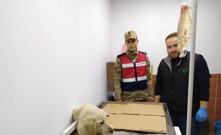 Jandarma yaralı köpeği tedavi ettirdi