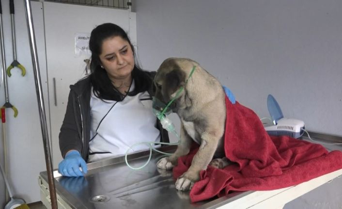 Kartal’ın Kuyu köpeği sağlığına kavuştu