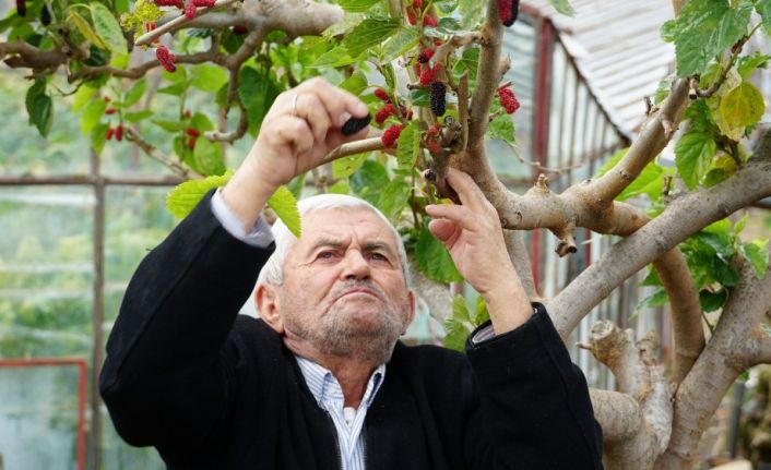 Kış ortasında dalından kırmızı dut yediler