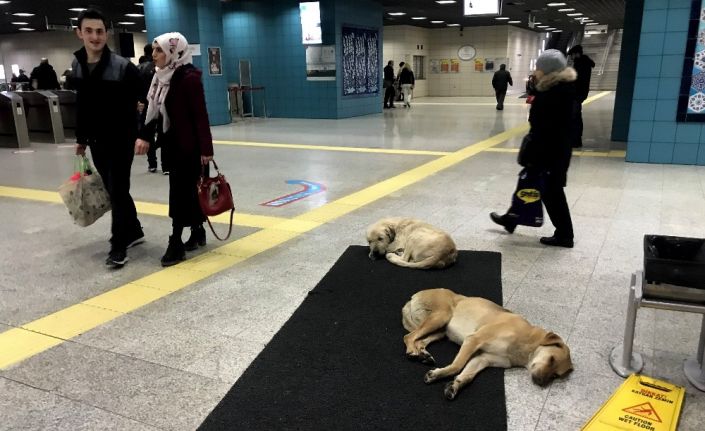 Köpekler ısınmak için Marmaray’a sığındı