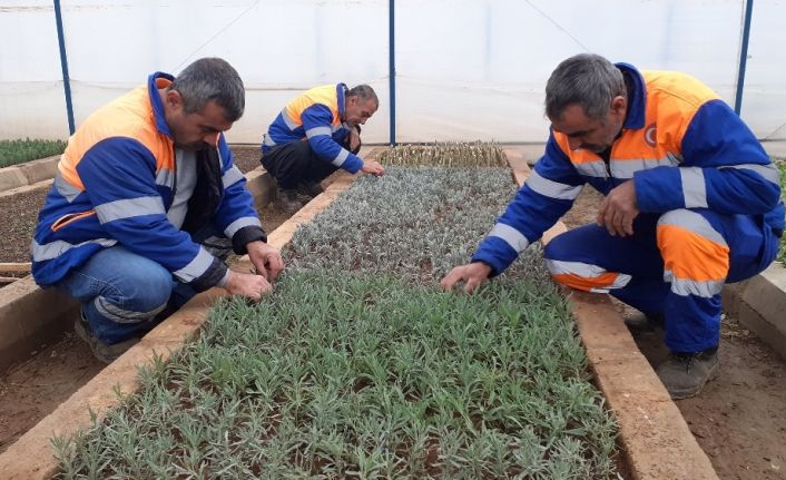 Kozan’da lavanta yetiştiriciliği