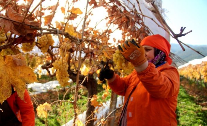 Manisa’da Ocak ayında üzüm hasadı