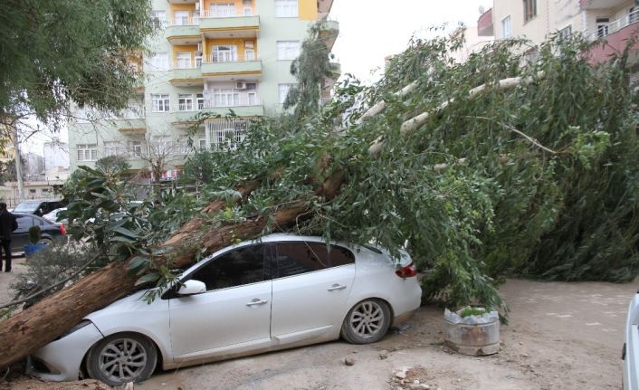 Mardin’de şiddetli rüzgar  dev ağacı otomobilin üzerine devirdi