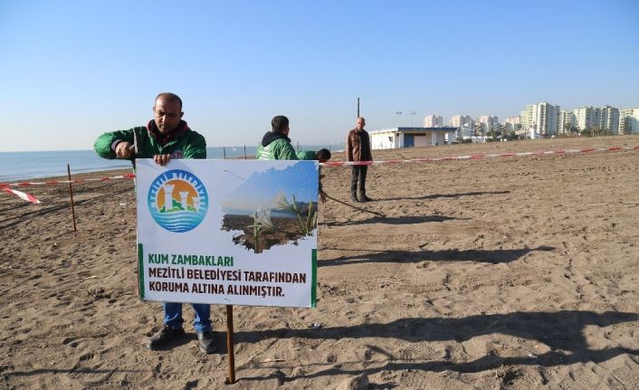 Mezitli Belediyesi kum zambaklarını korumaya aldı