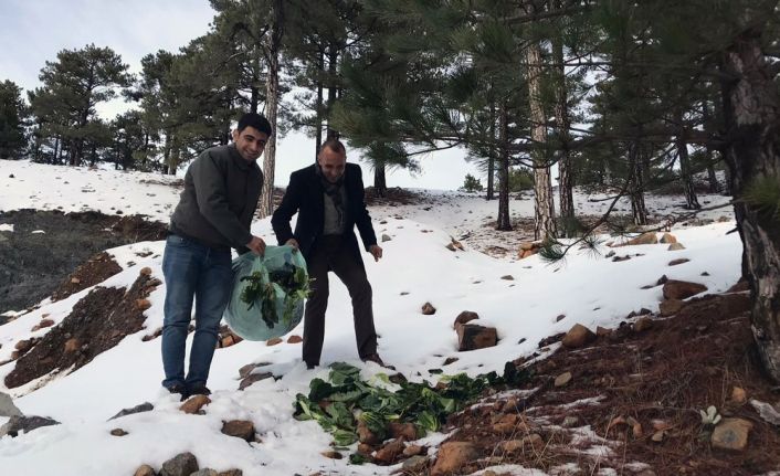 Muğla’daki yaban hayvanlarına yem