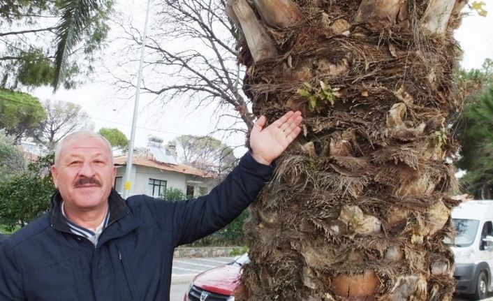 Palmiye ağacının gövdesinden incir ve meşe çıktı