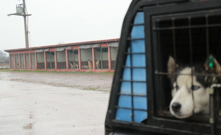 Sakarya’da köpeklerin birbirlerini yediği iddiası