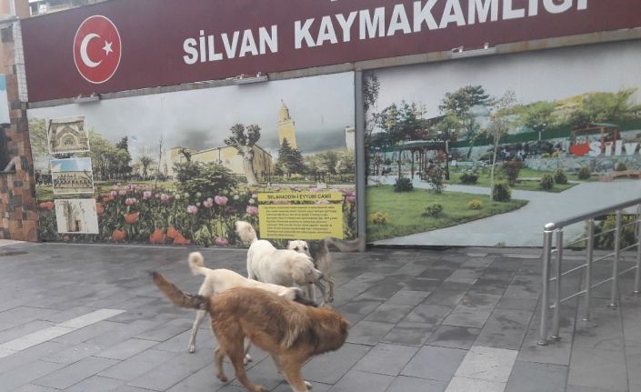 Silvan’da başıboş köpekler korkutuyor