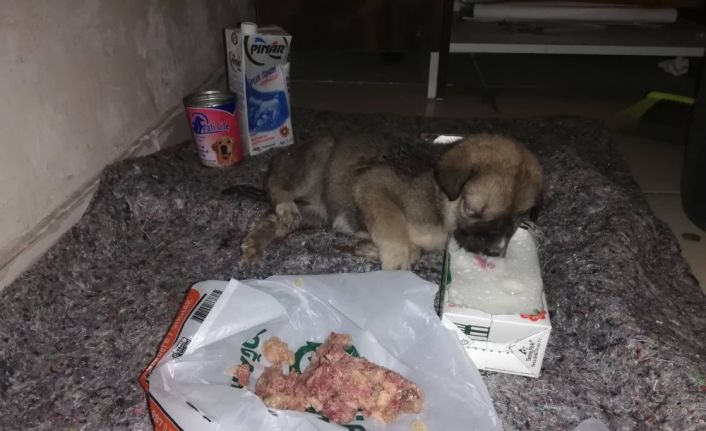 Sırtı yanan ve açlıktan bitkin düşen yavru köpeğe yardım eli