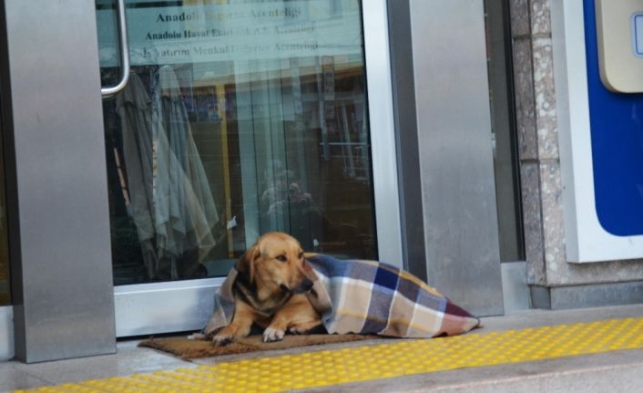 Soğuktan üşüyen köpek şalla örtüldü