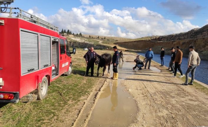 Sulama kanalına düşen ineği itfaiye ekipleri kurtardı