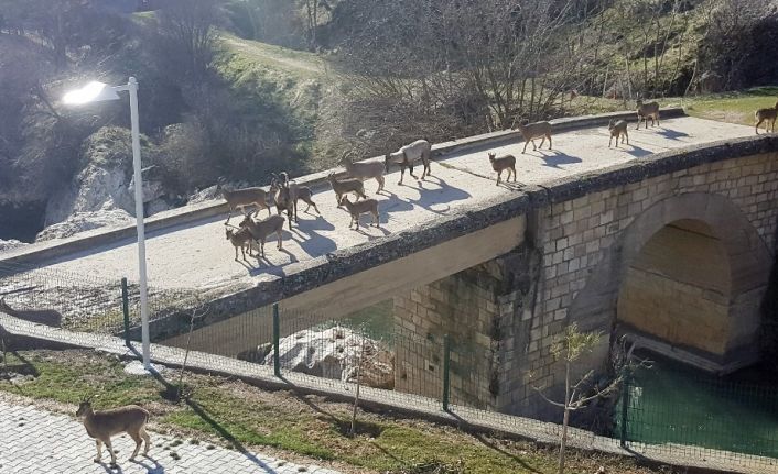 Sürü halindeki yaban keçileri güneşin tadını çıkarttı